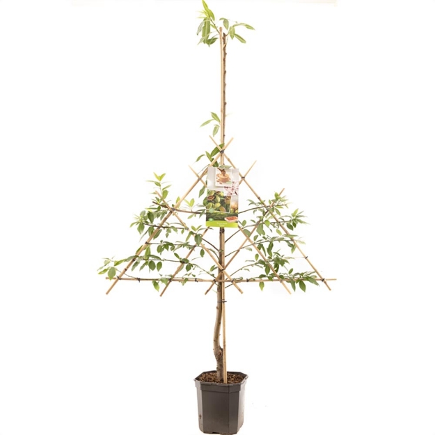 Image de Prunus dulcis Amande espalier