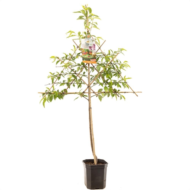 Image de Prunus persica Peregrine espalier
