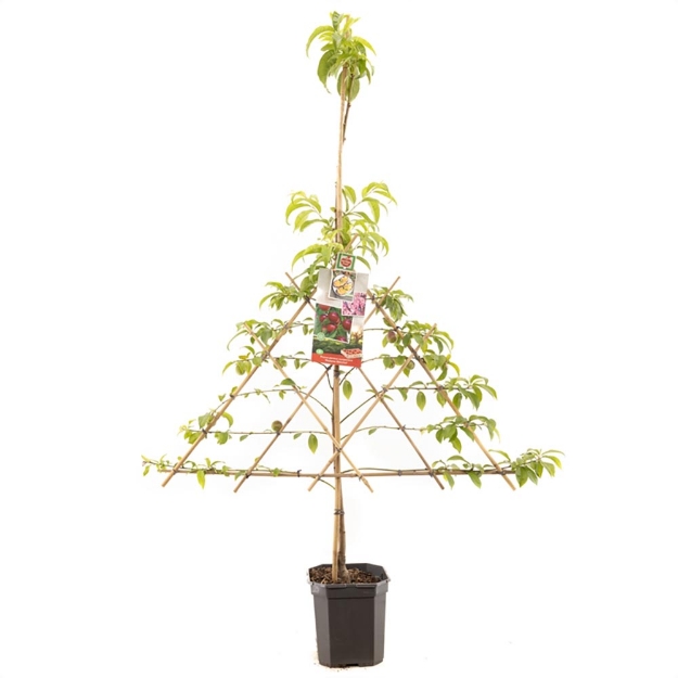 Image de Prunus pers. nuc. M. Blanchet esp.
