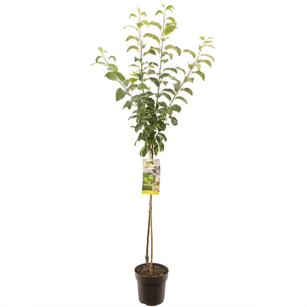 Image de Malus dom. Granny Smith demi tige
