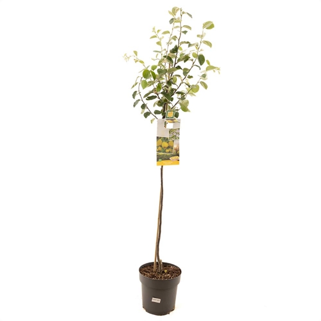 Image de Cydonia oblonga coing pomme demi