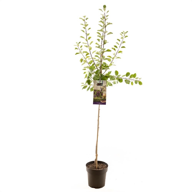 Image de Prunus dom. Opal demi tige