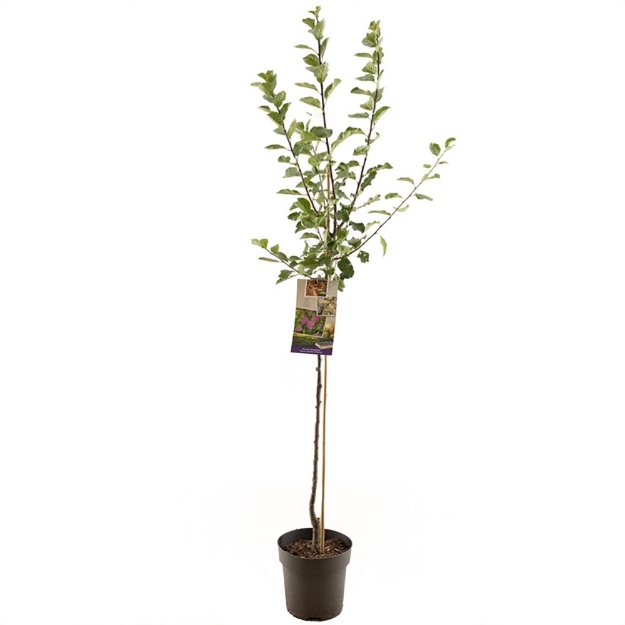 Image de Prunus dom. R-Cl. d'Althan demi tige