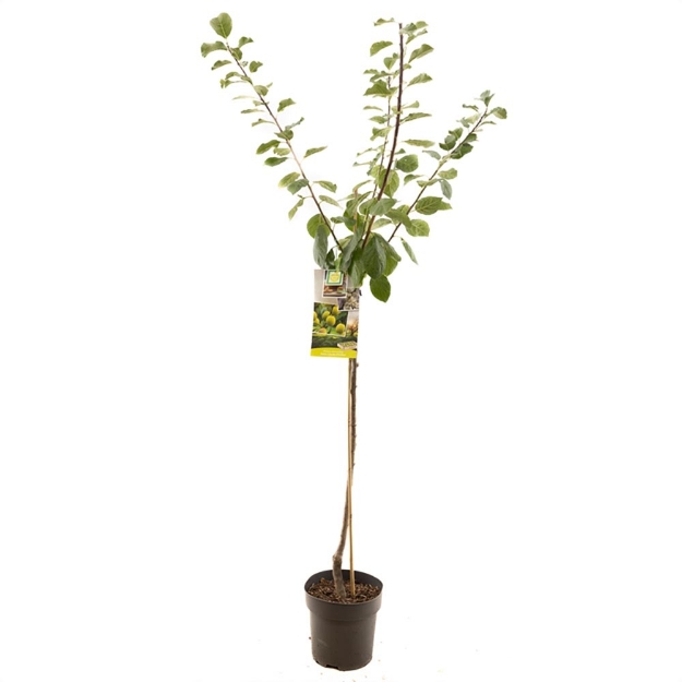 Image de Prunus dom. R-Cl. d'Oullins demi