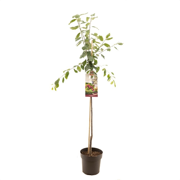 Image de Prunus dom. Victoria demi tige