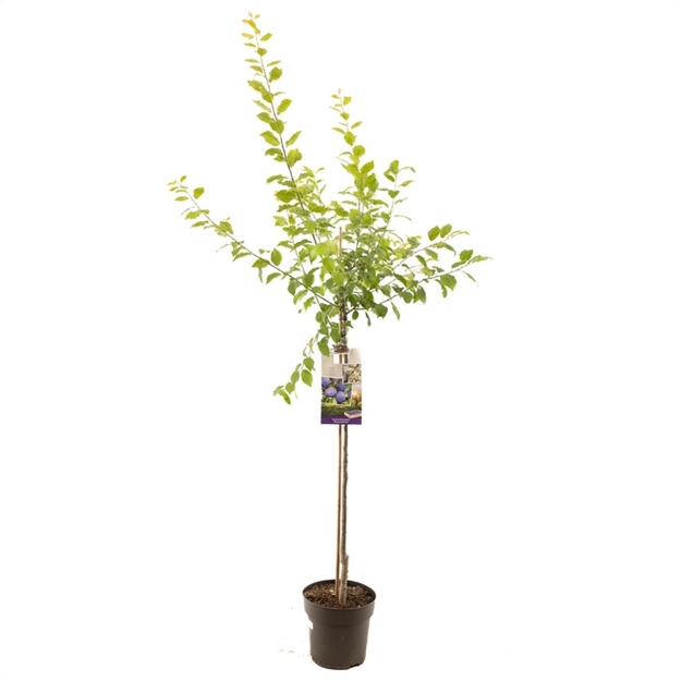 Image de Prunus dom. Hauszwetsche demi tige