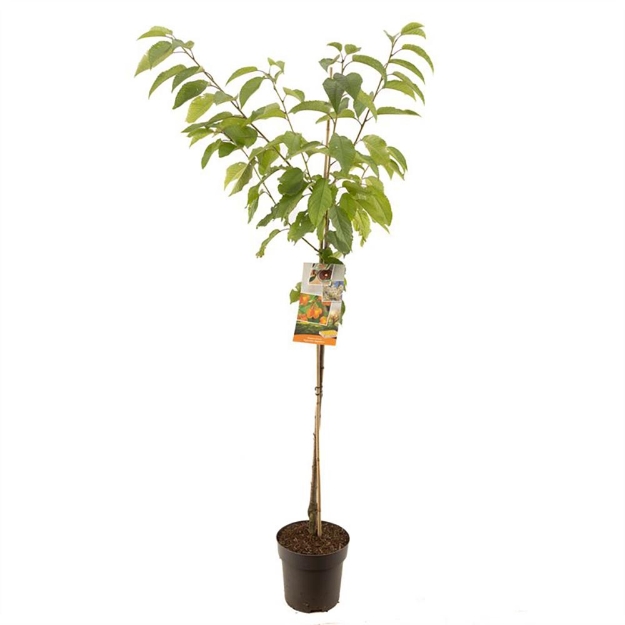 Image de Prunus avium Big. Napoléon demi tige