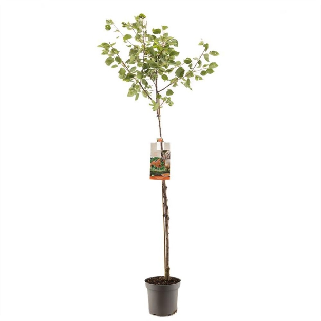 Image de Prunus armeniaca Abricot demi tige