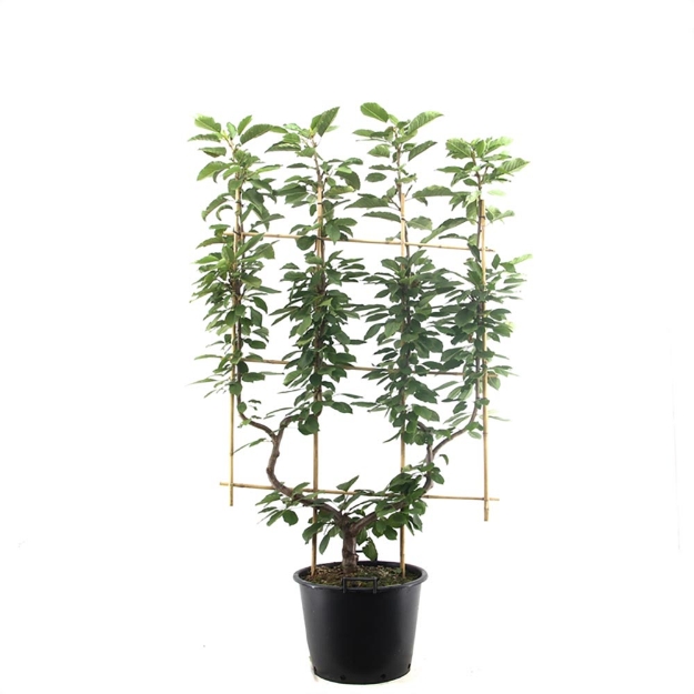 Image de Prunus avium de dub. U