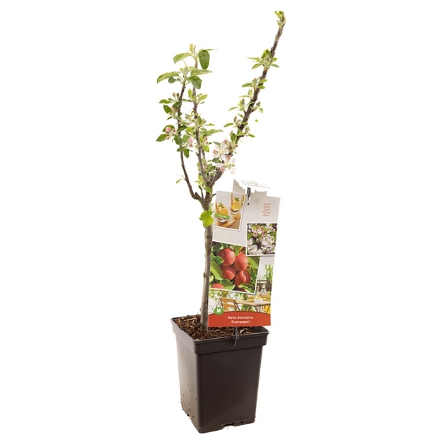 Image de Malus dom. Pomme nain