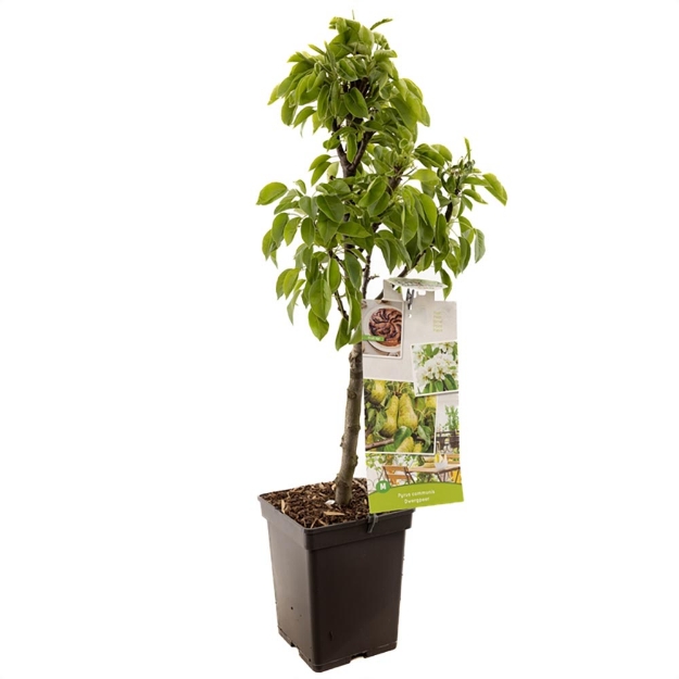 Image de Pyrus comm. poire nain