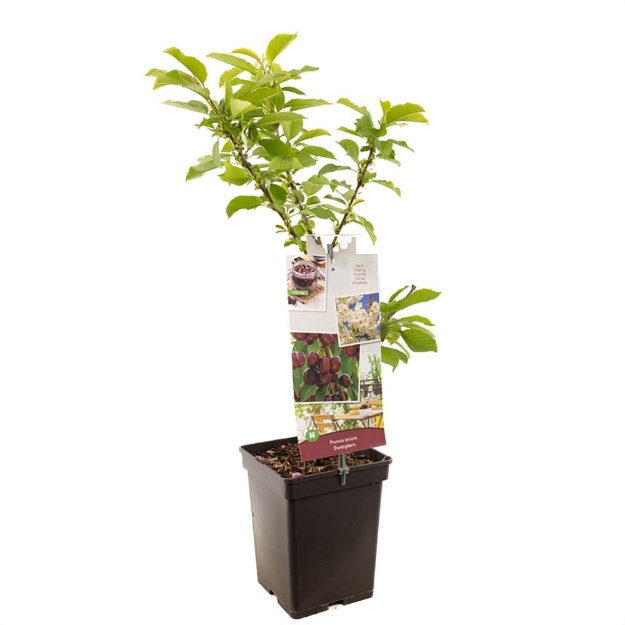 Image de Prunus avium Cerise nain