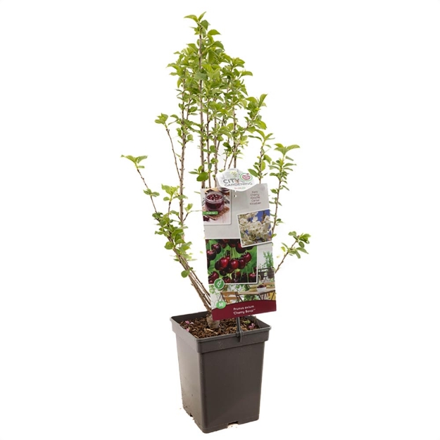 Image de Prunus avium Cherry BOOP
