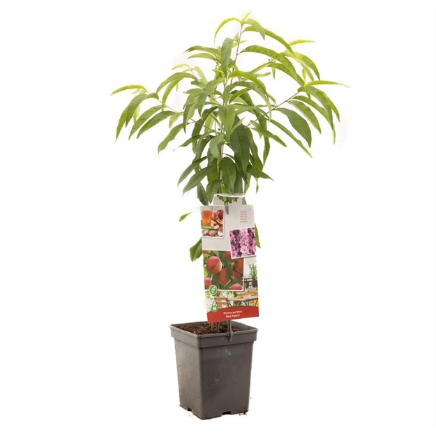 Image de Prunus persica Red Peach