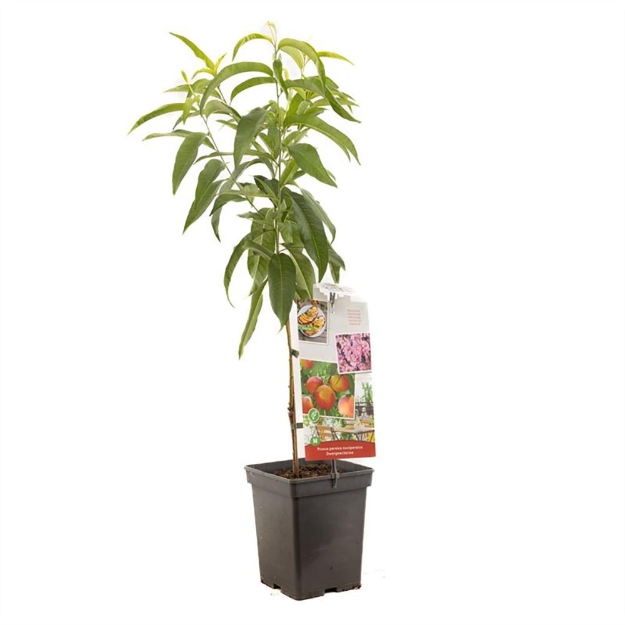 Image de Prunus persica nuc. Nectarine nain