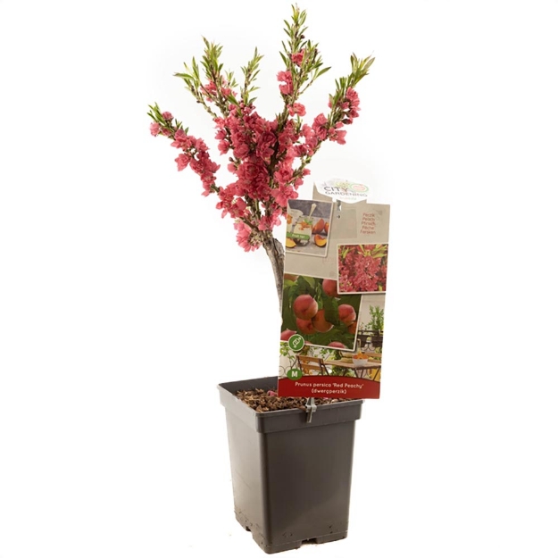 Image de Prunus persica Red Peachy