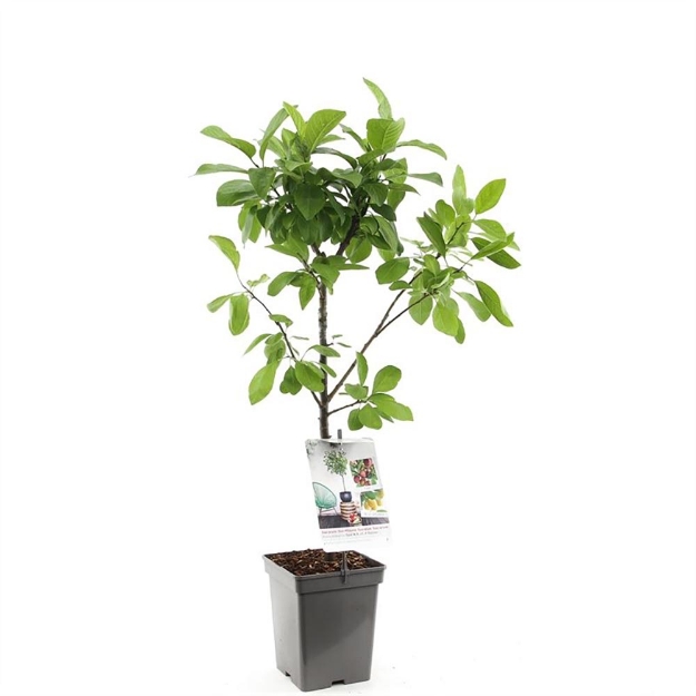 Image de Prunus dom. Duo-prune Patio