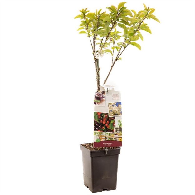 Image de Prunus avium Duo-cerise Patio