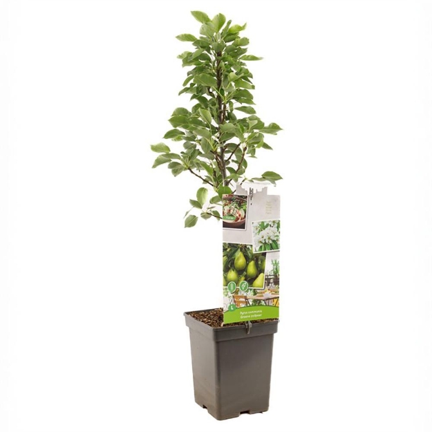Image de Pyrus comm. Groene Poire colonne
