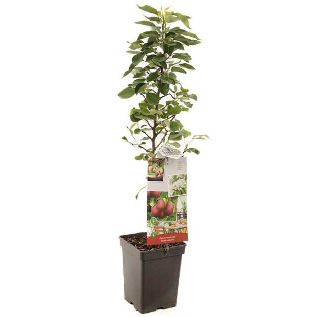 Image de Pyrus comm. Rouge Poire colonne