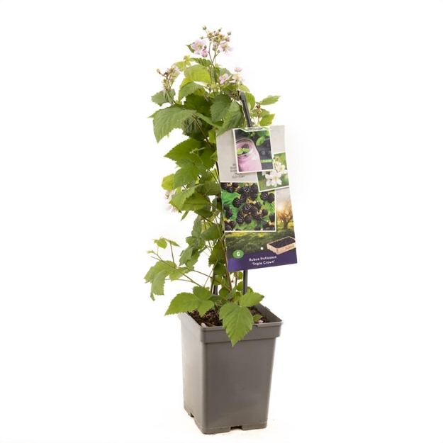 Image de Rubus frut. Triple Crown - poignée de transport
