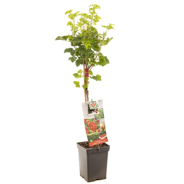 Image de Ribes rubrum Jonkheer de Tets tige