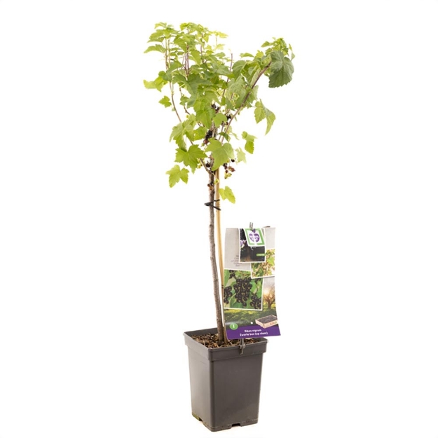 Image de Ribes nigrum Zwarte bes op tige