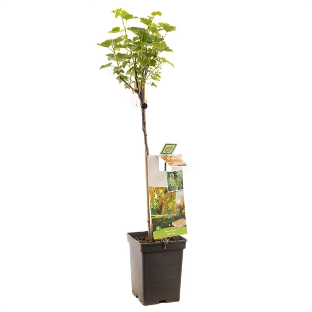 Image de Ribes rubrum blanc bes op tige