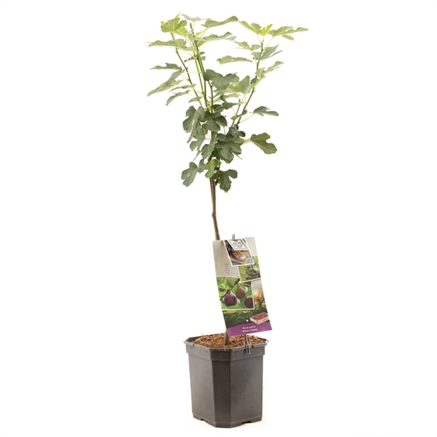 Image de Ficus car. Brown Turkey op tige 70