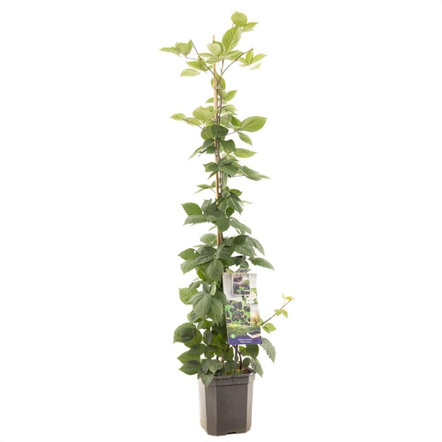 Image de Rubus frut. Triple Crown
