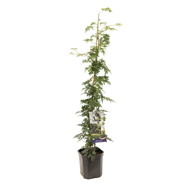 Image de Rubus frut. Thornless Evergreen