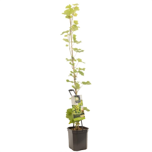 Image de Vitis vinifera Solaris - pot 24 cm