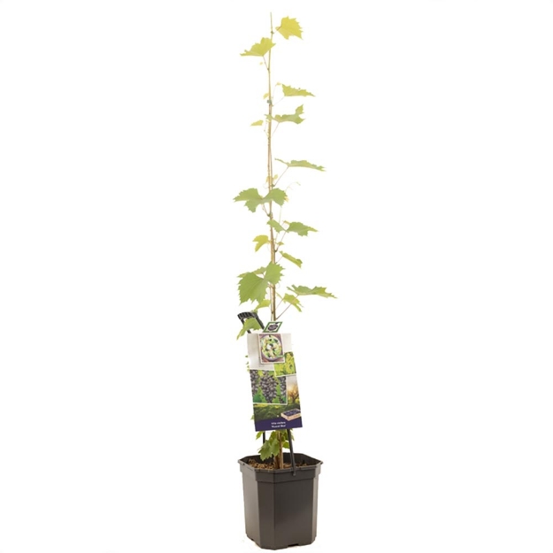 Image de Vitis vinifera Muscat Blue - pot 24 cm