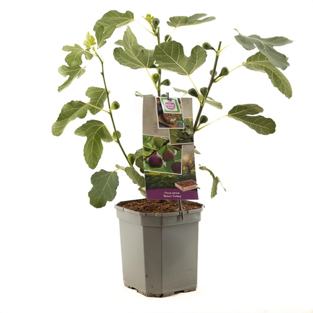 Image de Ficus carica Brown Turkey - pot 24 cm