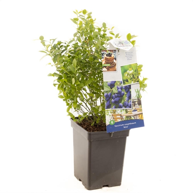 Image de Vaccinium cor. x Vac. angust. Aino