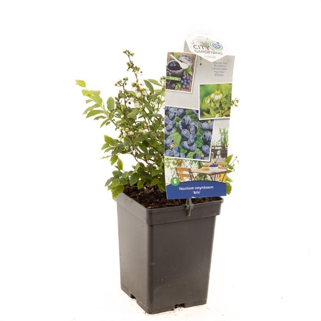 Image de Vaccinium cor. x Vac. angust. Arto