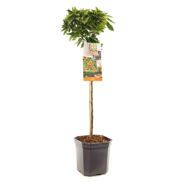 Image de Malus Pomzai tige 60