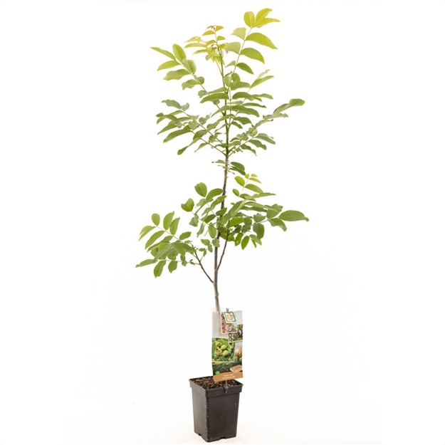 Image de Juglans regia broche (onveredeld)