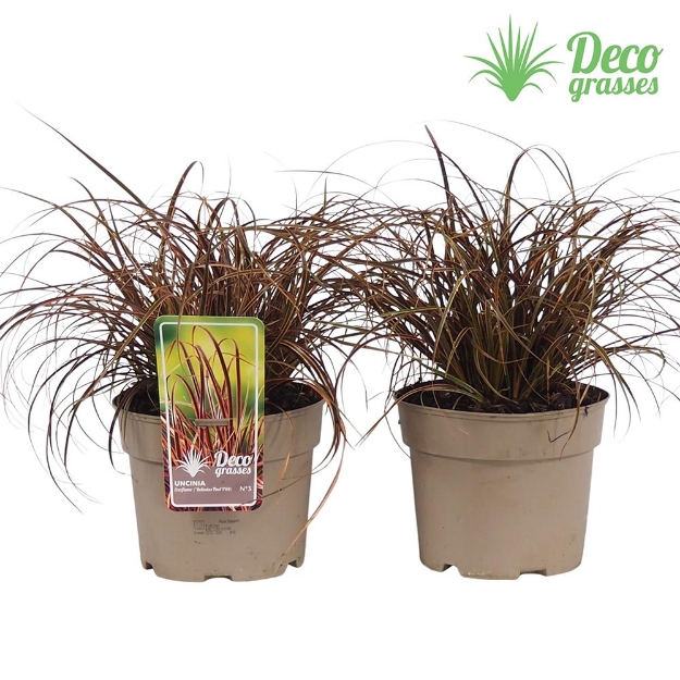 Image de Uncinia uncinata 'Everflame'® - pot 19 cm
