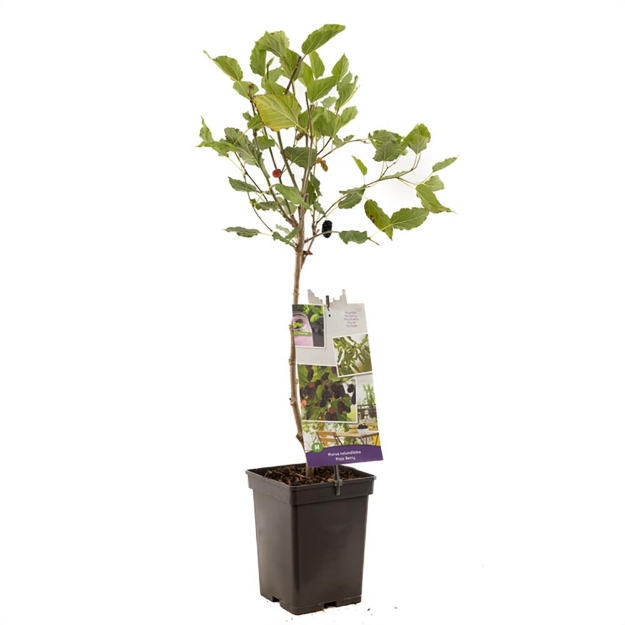 Image de Morus rotundiloba Mojo Berry