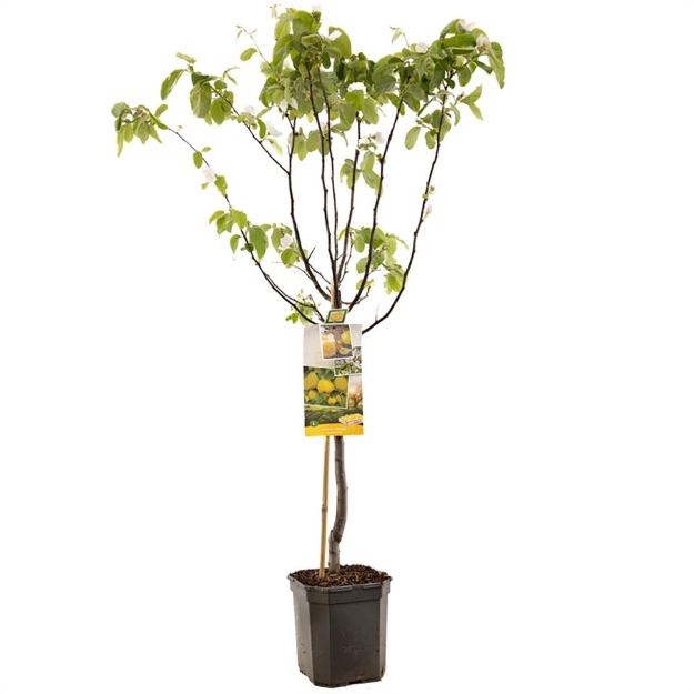 Image de Cydonia oblonga coing pomme couche