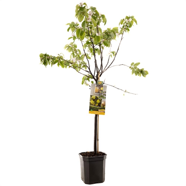 Image de Cydonia oblonga coing poire couche