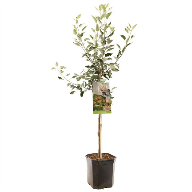 Image de Malus dom. Cox's Orange P. bas t.