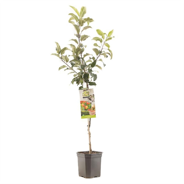 Image de Malus dom. Delcorf bas tige