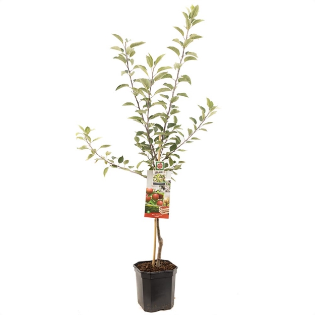 Image de Malus dom. Gloster bas tige