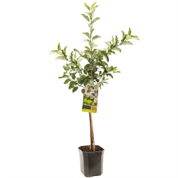 Image de Malus dom. Golden Delicious bas t.