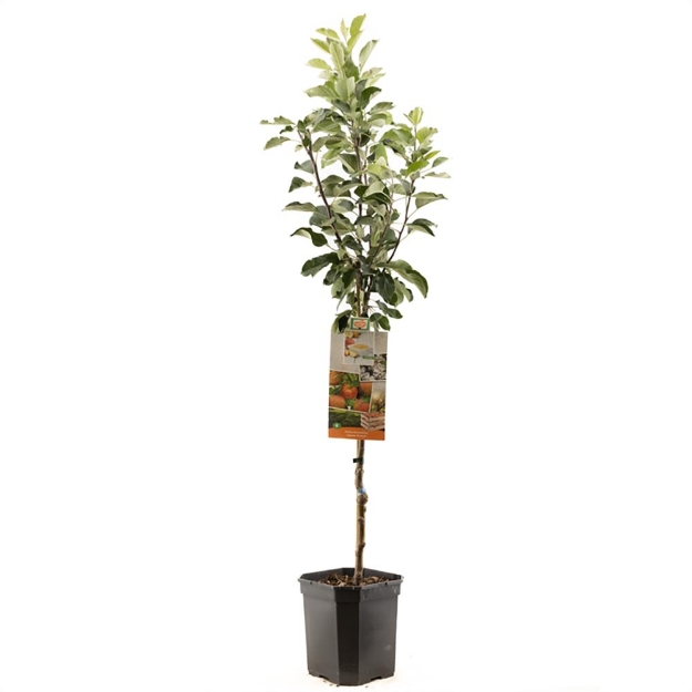 Image de Malus dom. James Grieve bas tige