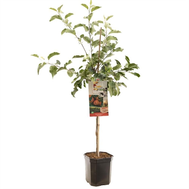 Image de Malus dom. Jonagold bas tige