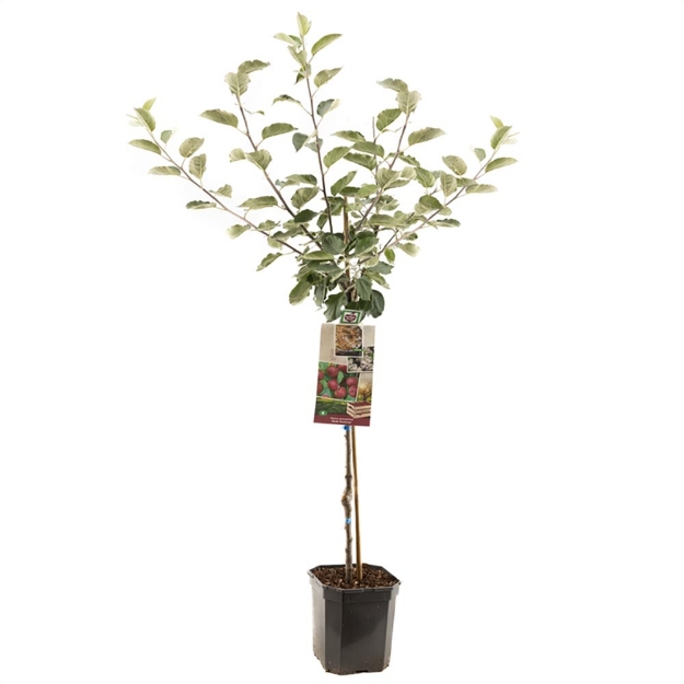 Image de Malus dom. Rouge Boskoop bas tige