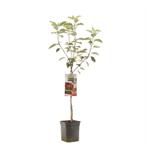 Image de Malus dom. Summerred bas tige